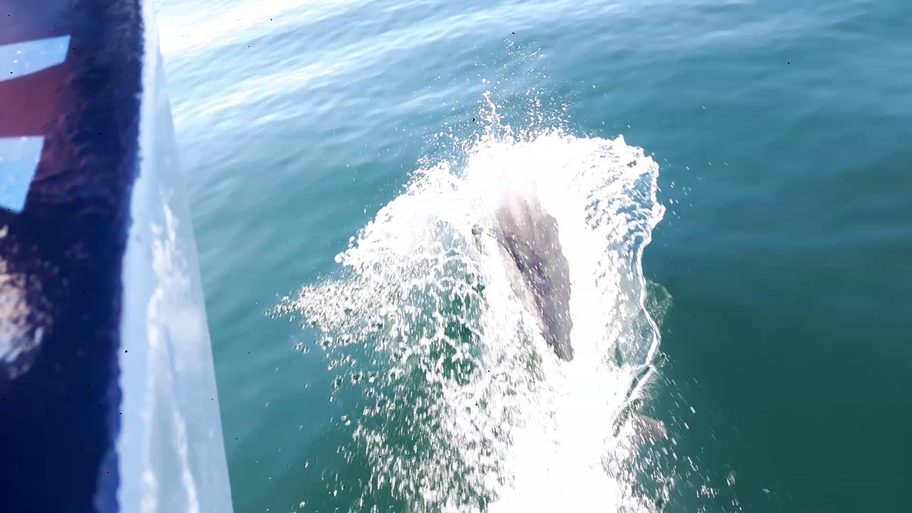 Dolphins off Rathlin Island July 2018.