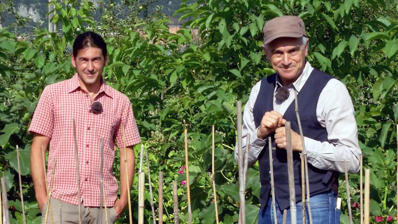 RIVA DEL GARDA: PIANTE RESISTENTI E FRUTTA ANTICA RIVIVONO NEL VIVAIO BIO