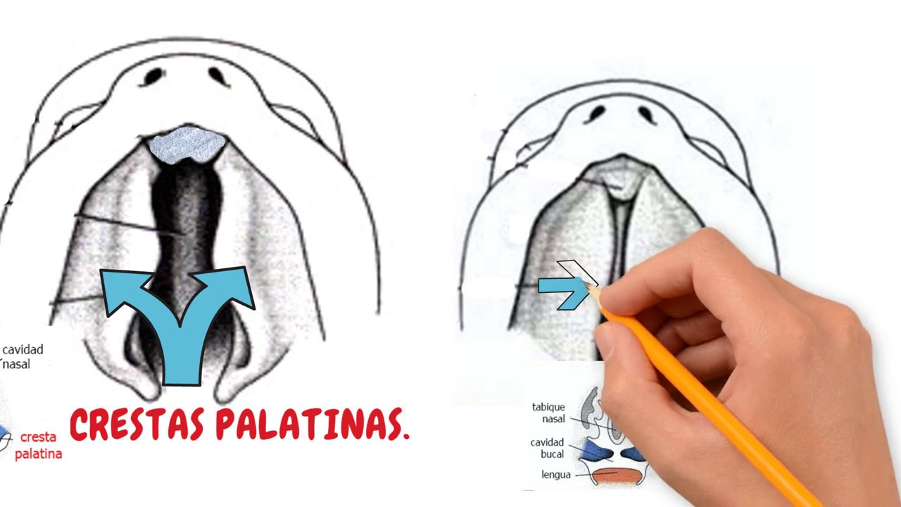 (6/6) DESARROLLO DE LA CABEZA: Paladar