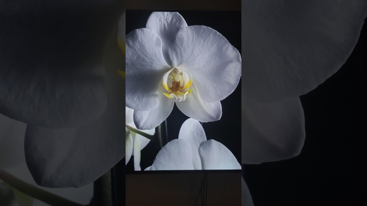 Sony A90J --- Review of sound and picture