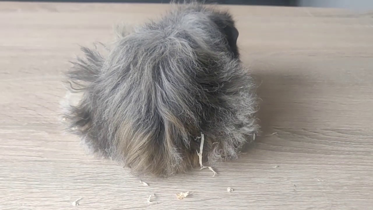Haare schneiden beim Meerschweinchenbaby-Guinea pig Haircut