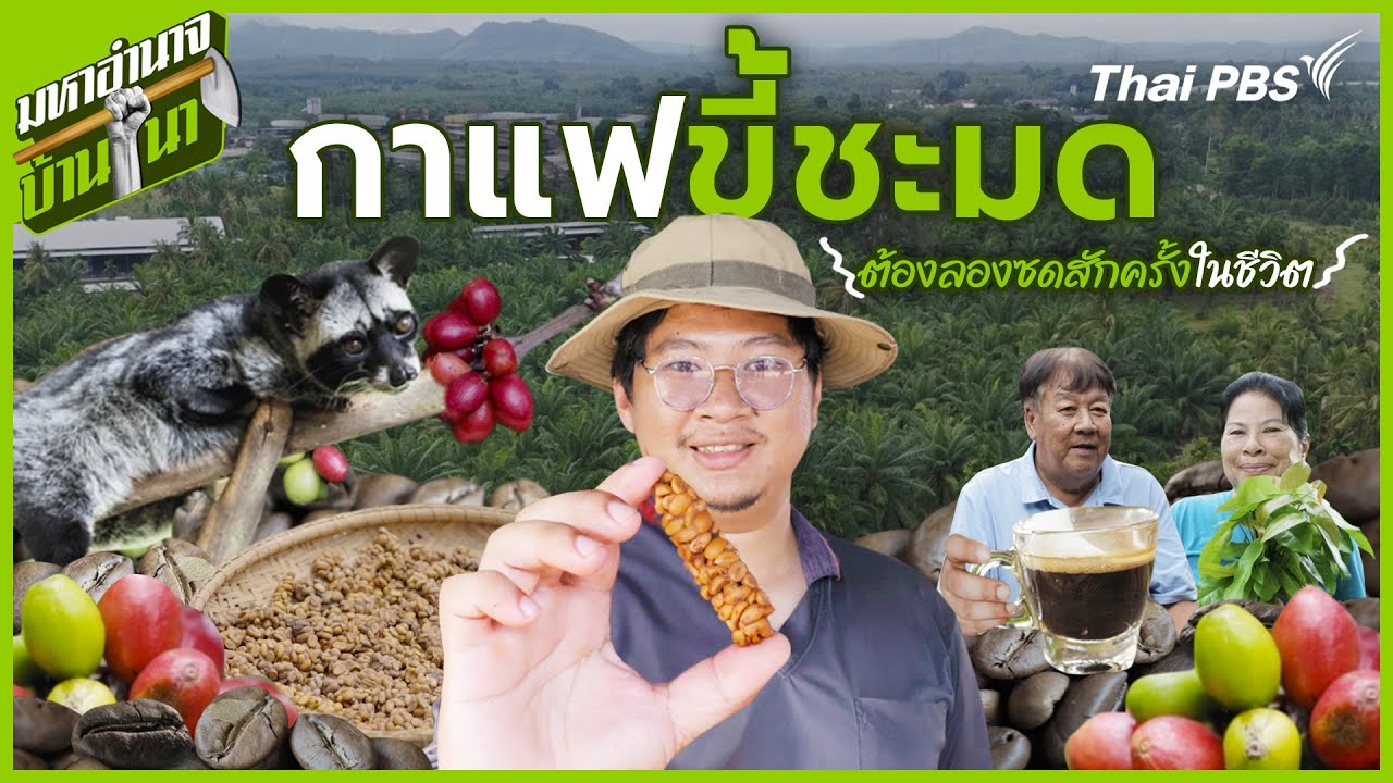 กาแฟขี้ชะมด ต้องลองซดสักครั้งในชีวิต | มหาอำนาจบ้านน