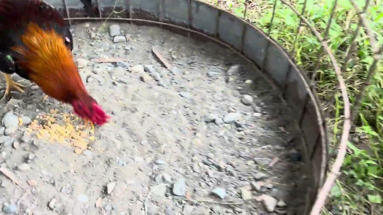 Hola mis niños, aquí le presento las ovejas y los príncipes emplumadosparte de ellos