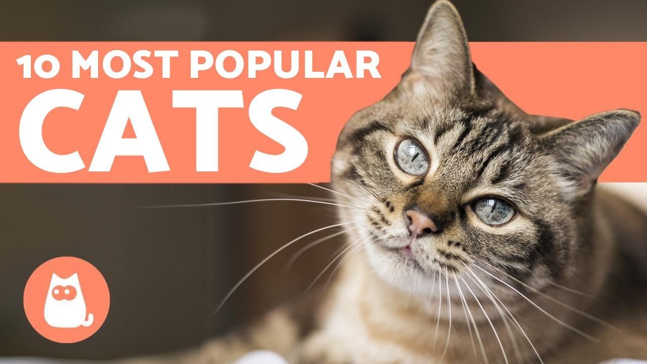 Top 10 Most POPULAR Cat Breeds in the World