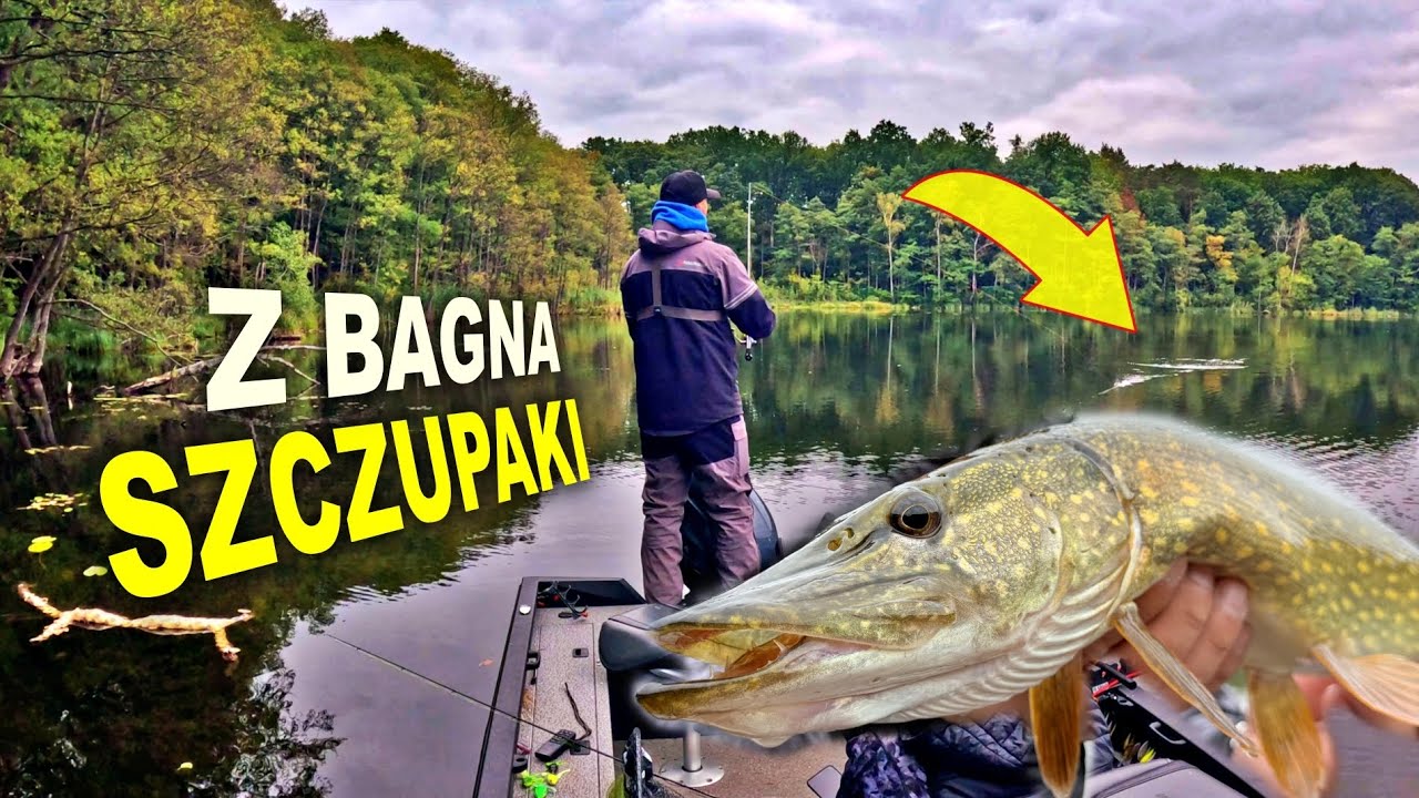 SZCZUPAKI z BAGNA !!! Niesamowite miejsce i ryby !!!