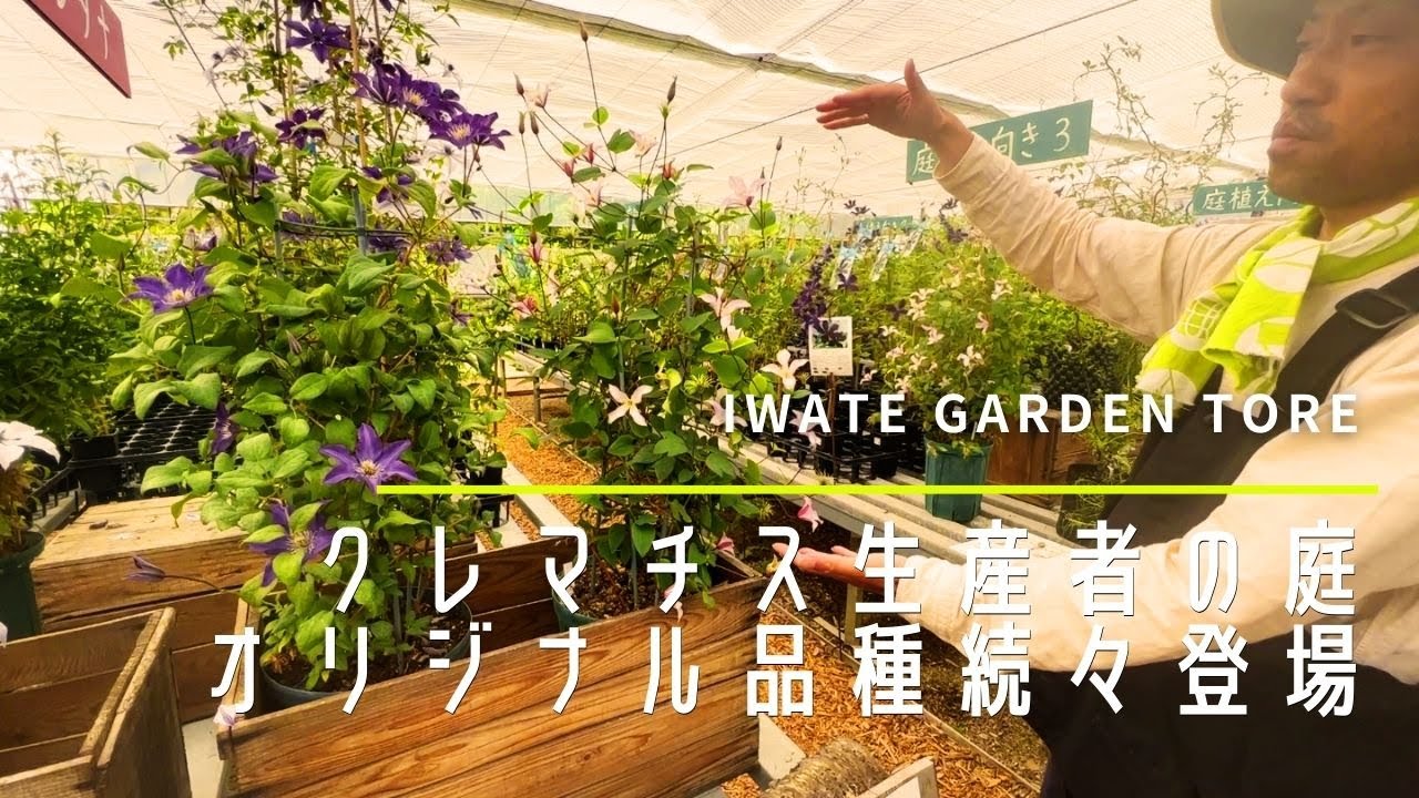 【ガーデニング】クレマチス生産者岩手の及川さん訪問。センス溢れるオリジナル品種。【園芸】