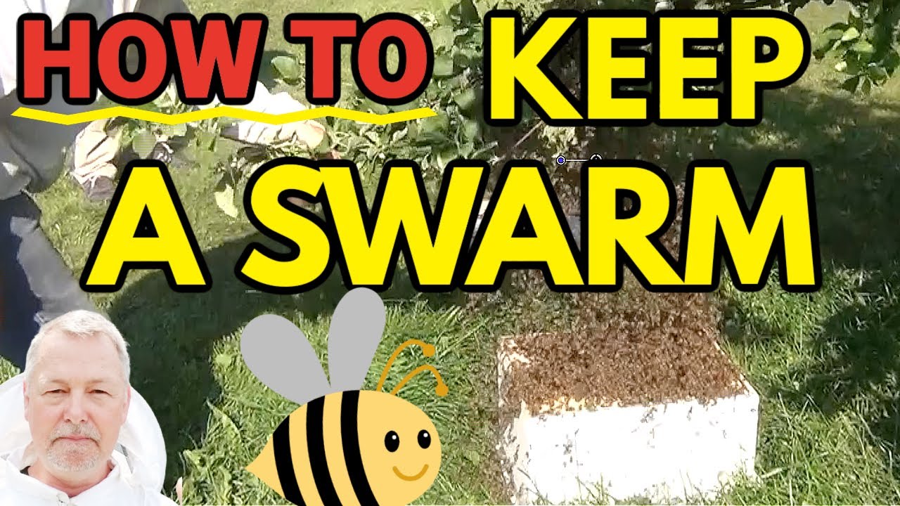 Beekeeping | When You Catch A Honey Bee Swarm But It Keeps Leaving