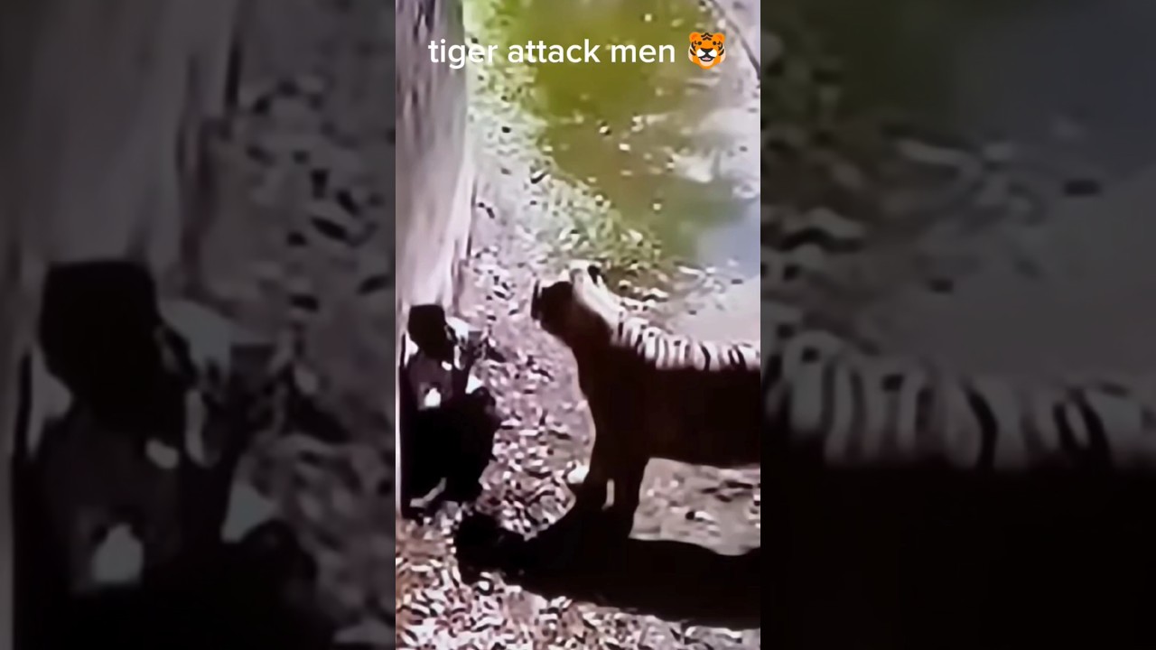 White tiger attack men 🐯😭 Delhi zoo |