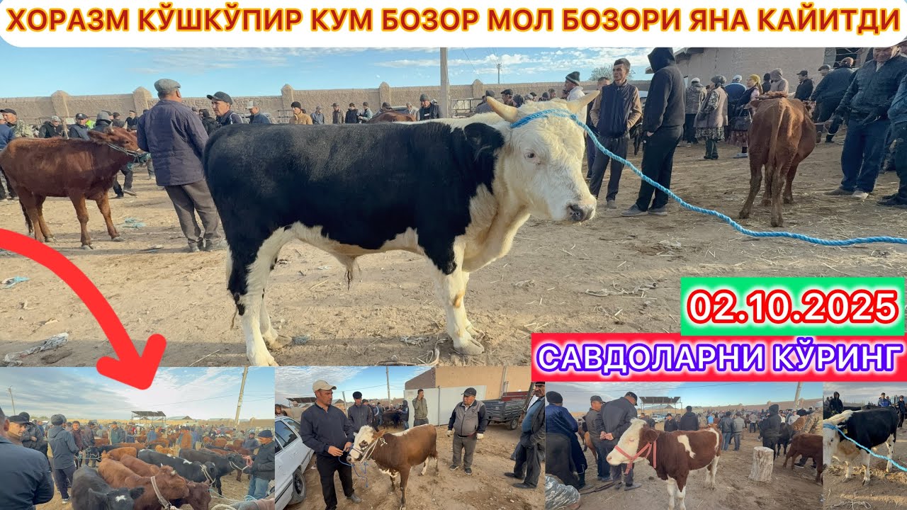 ХОРАЗМ КЎШКЎПИР КУМ БОЗОР МОЛ БОЗОРИ ЯНА КАЙИТДИ 2-Октябрь 2025 г.