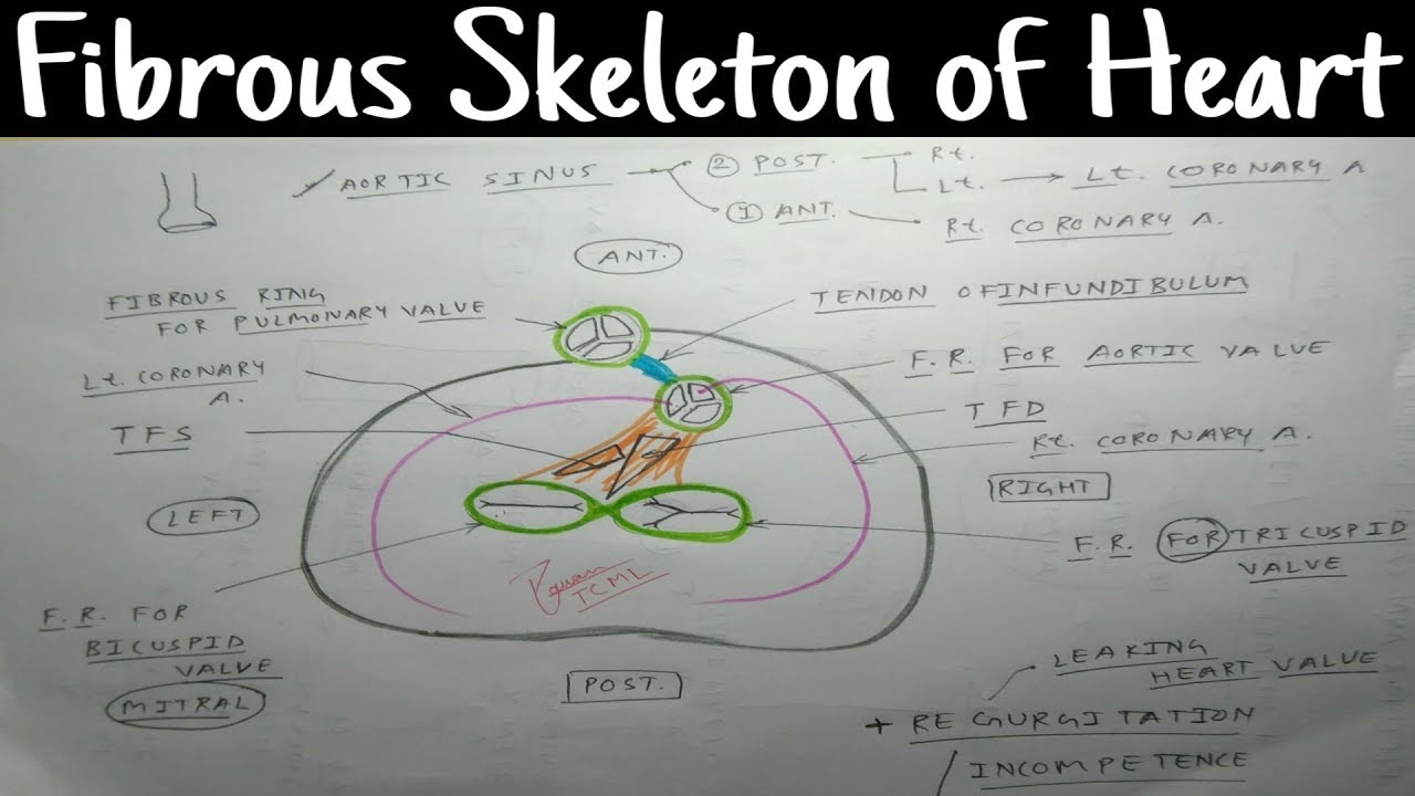 Fibrous Skeleton of Heart - 2 ( Diagram )