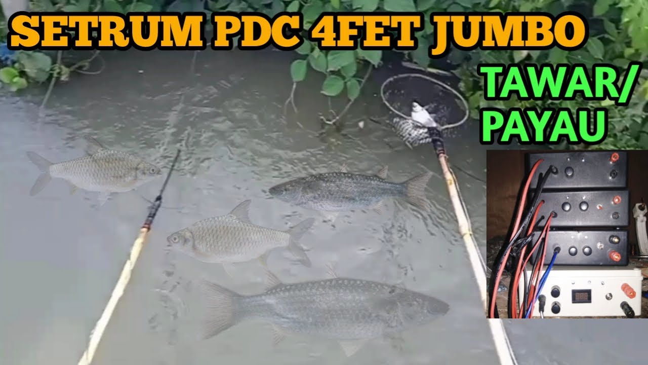 SETRUM PDC 4FET JUMBO TAWAR PAYAU BERAT SIKATT
