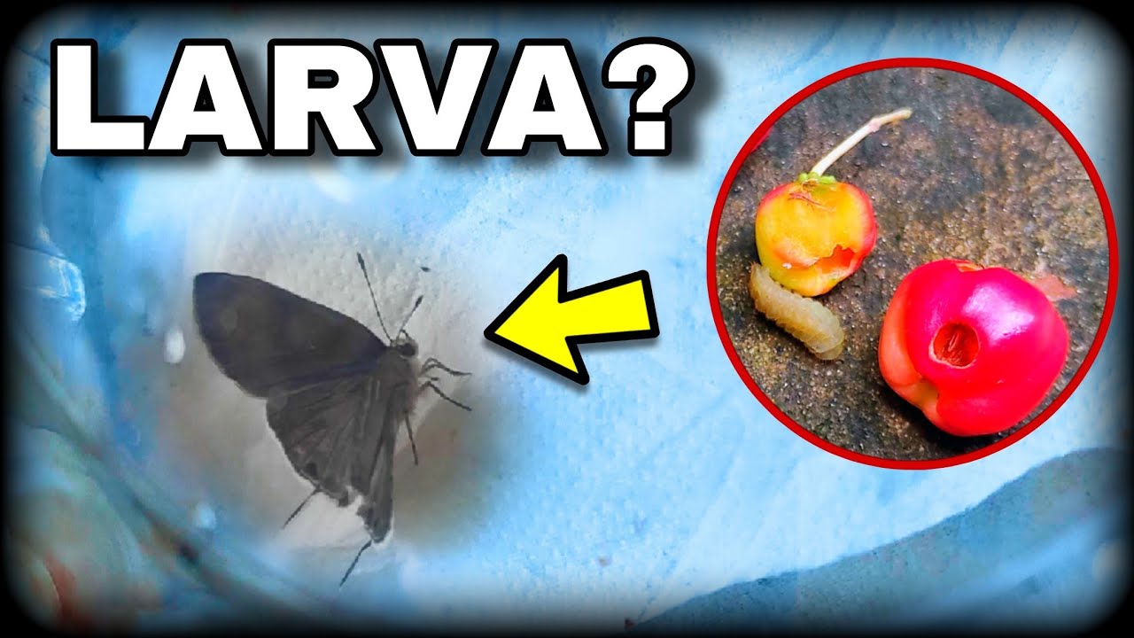 SURPRESA A LARVA que atacou ACEROLA era...