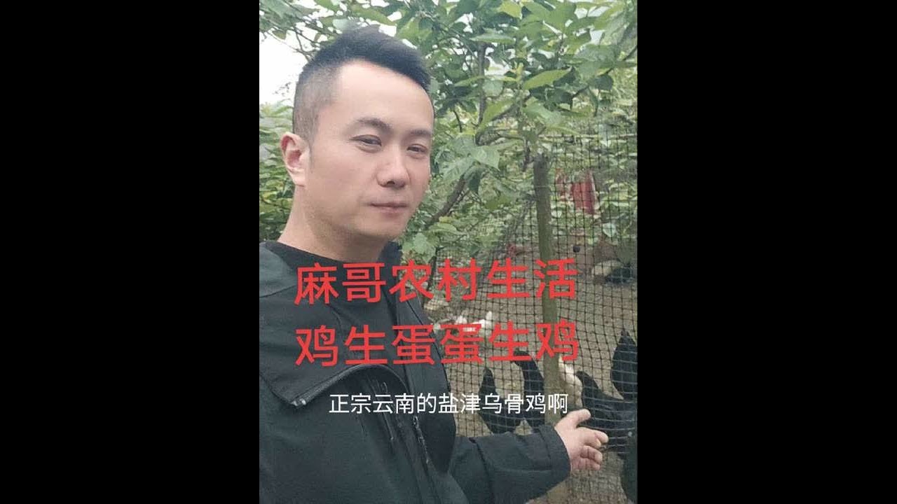 麻哥的农村生活，养鸡喂鹅捡蛋乐趣多，让充实的劳动忘记更多的烦恼，正宗狮头鹅乌骨鸡#农村养鸡日常 #分享我的乡村生活