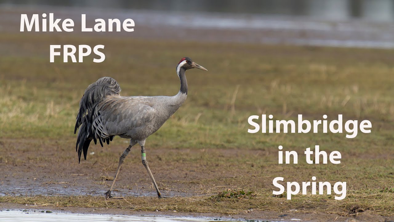 A big un and a little un at Slimbridge.