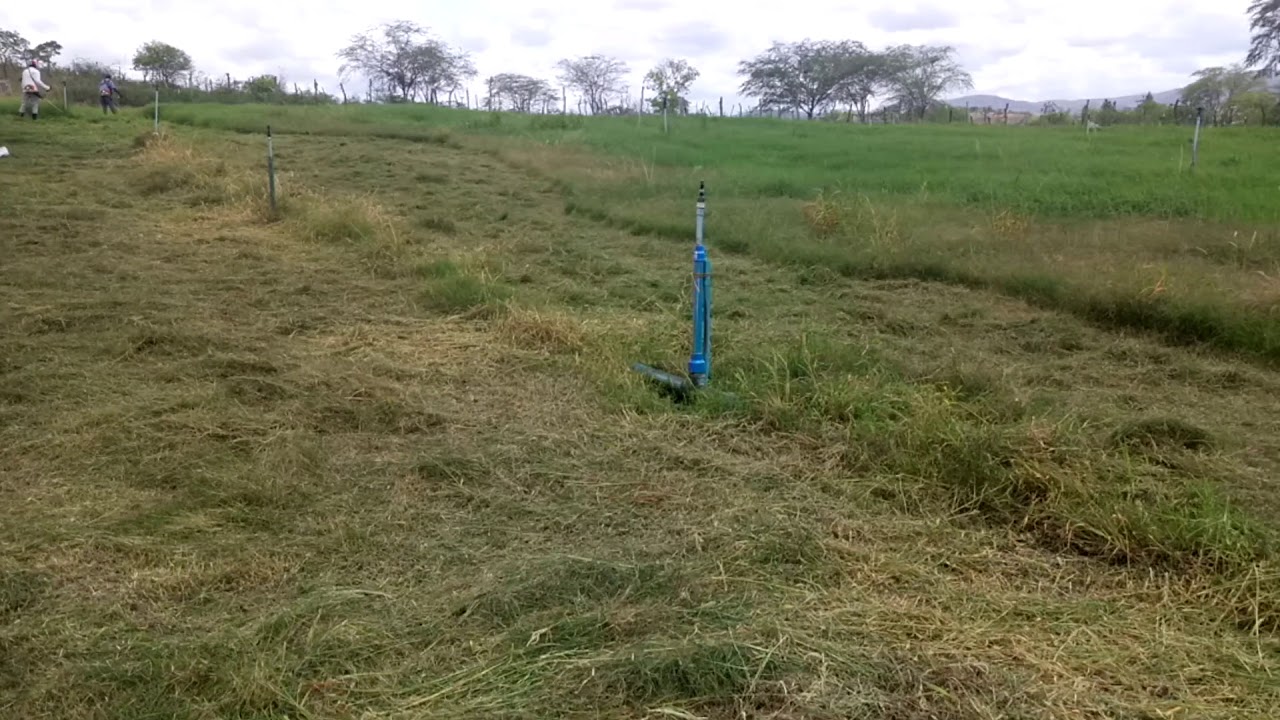 Feno de capim vaquero