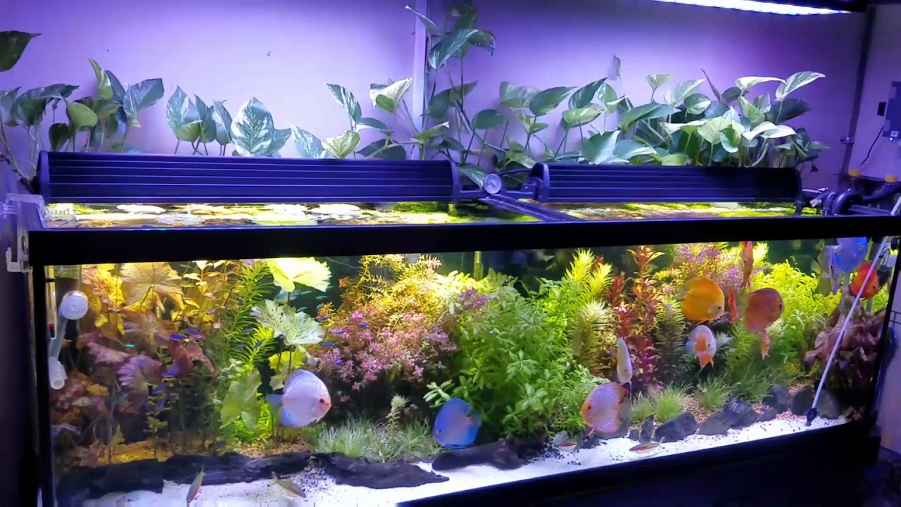 Controlador de PH. Como funciona  en mi acuario plantado con discos