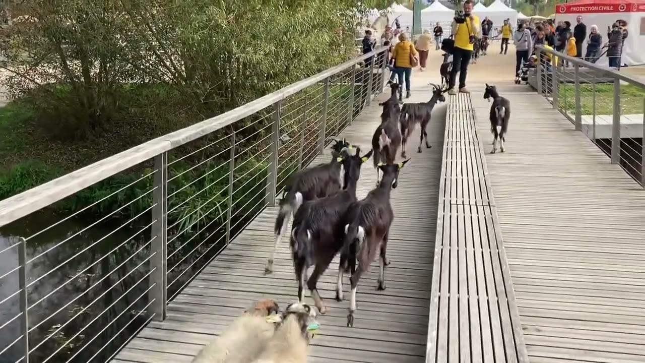 VIDEO. Poitiers : une transhumance pour fêter la chèvre poitevine