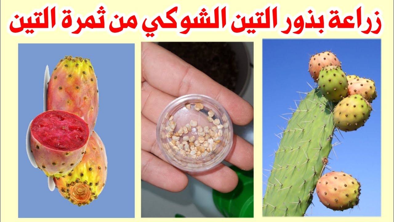 زراعة بذور التين الشوكي أو الصبار البرشومي، أسهل طريقة