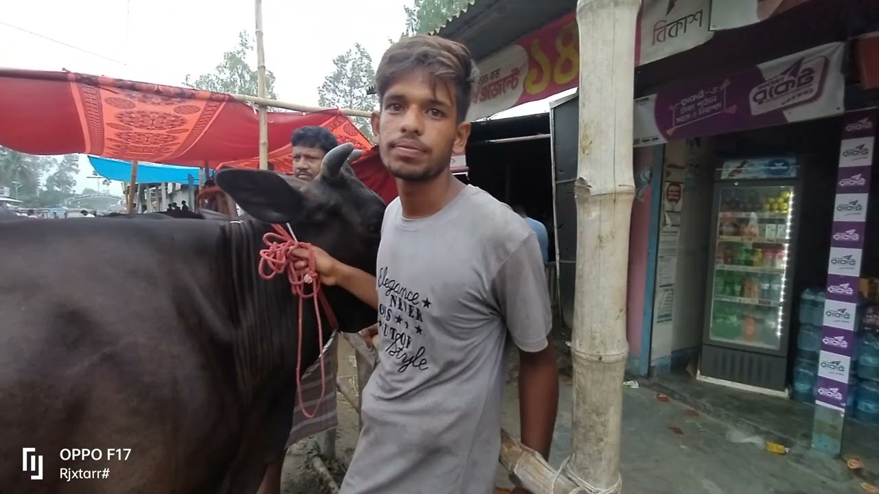 উন্নত জাতের বাছুরসহ গাভী কিনতে চাইলে অবশ্যই চলে আসতে হবে ঐতিহ্যবাহী পিংনা হাটে।সরিষাবাড়ি,জামালপুর।