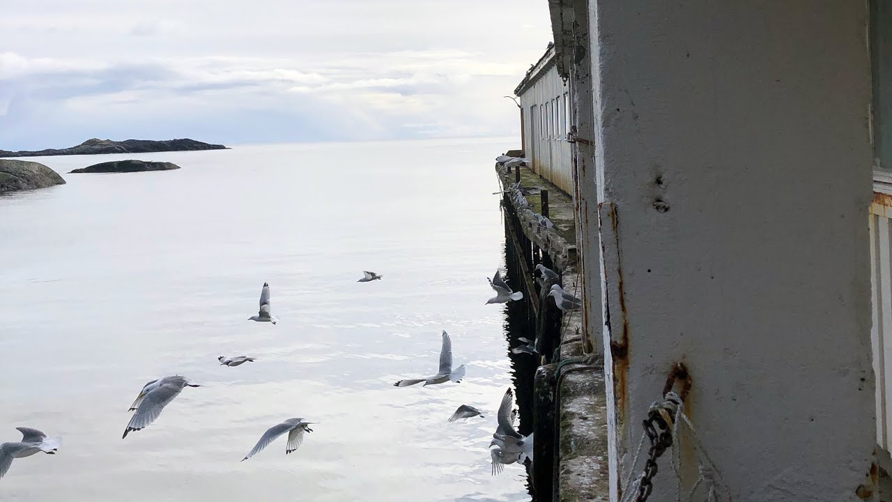 Vis hensyn i hekketiden