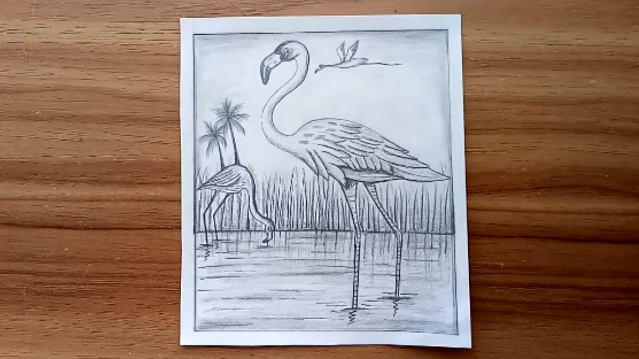 How to draw scenery of Flamingo bird with pencil sketch. Step by step(easy draw)