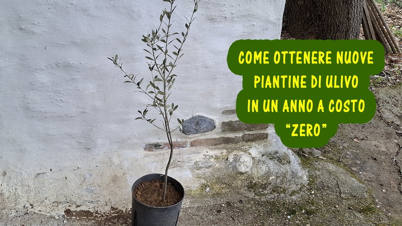Piante di ulivo a costo zero dopo un anno. Ulivi radicati con i polloni. lMargotta olivo e uliveto