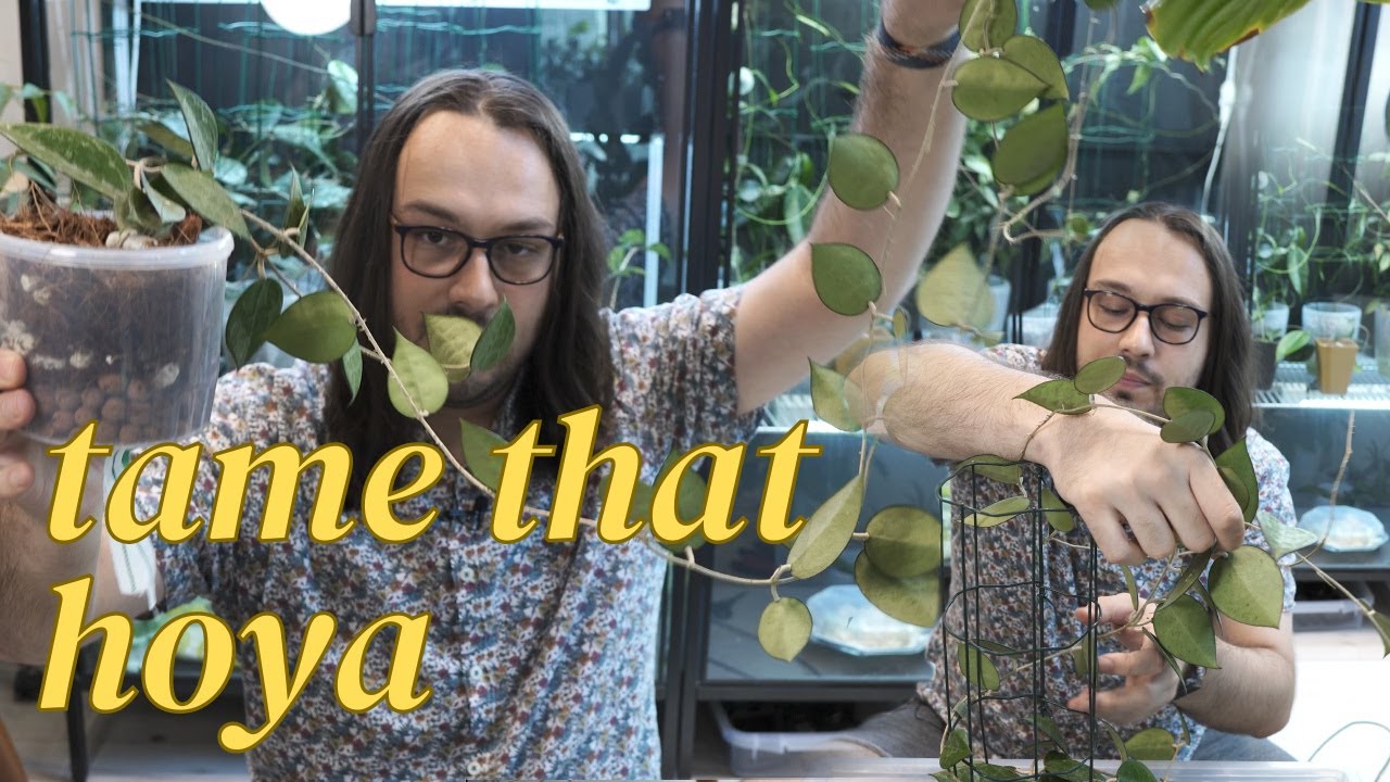 How to trellis and display your hoya & how to make rabbit fence trellises