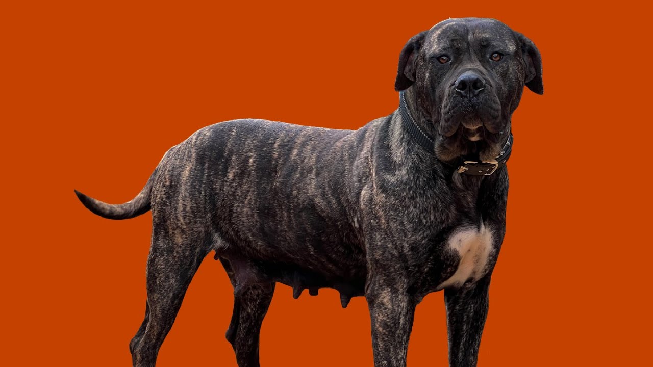 Presa Canario: Nuestro plan de cría