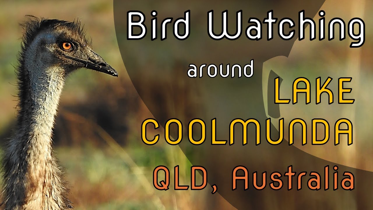Bird Watching around Lake Coolmunda, QLD Australia - Part I