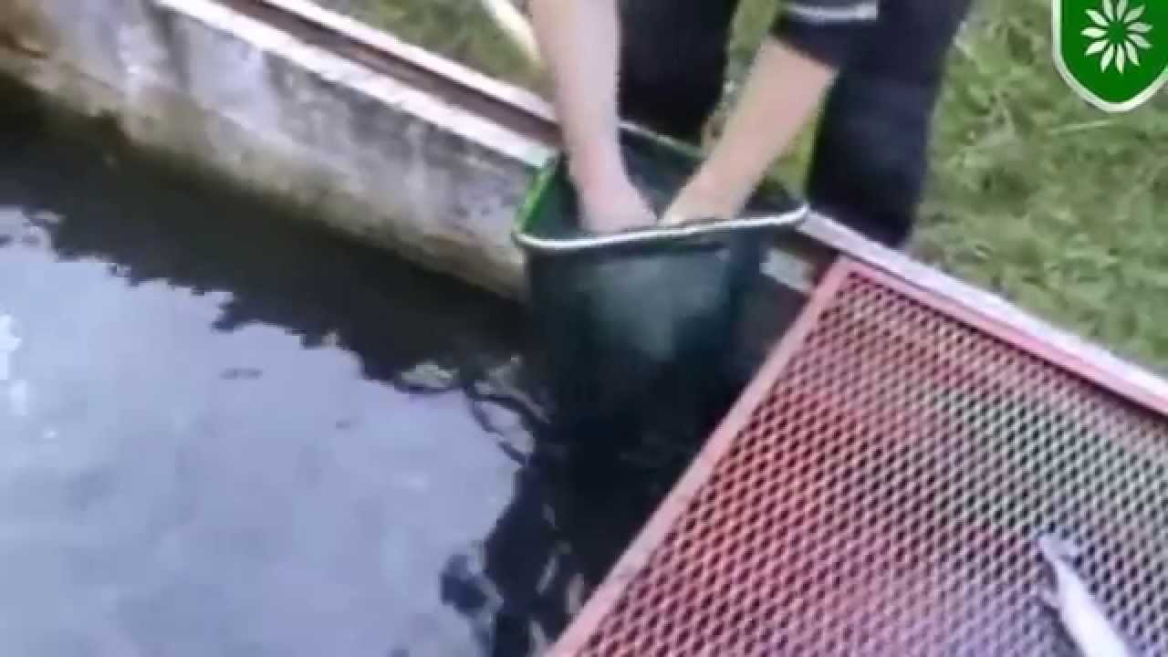 Uzgoj kalifornijske pastrmke..