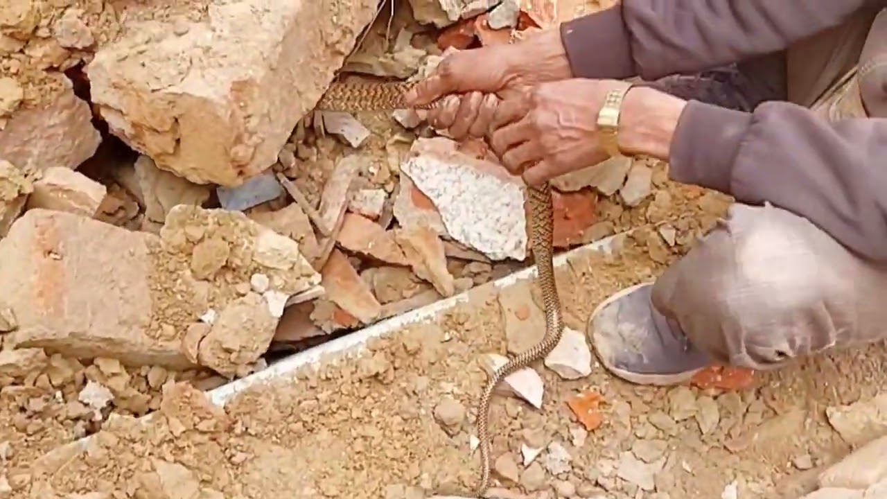 #viral #kingcobra #funny #nature 