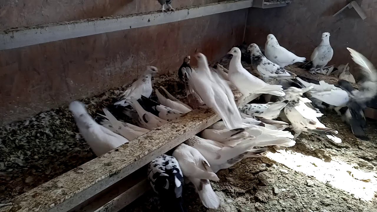 SİNAN GÜLTEPE (ASİLVANLI) ABİMİZİN KÜMESİNİ VAN KUŞUNUN NADİR RENKLERİNİ ÇEKTİK KUŞLARINI TANITTIK.