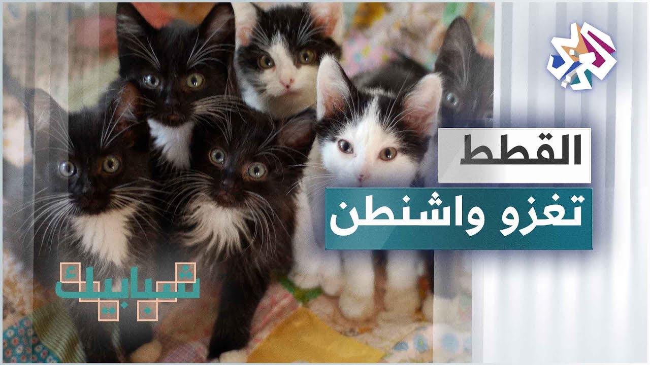 واشنطن أول مدينة في العالم تحصي قططها رسميا.. لن تصدقوا كم بلغ عددها
