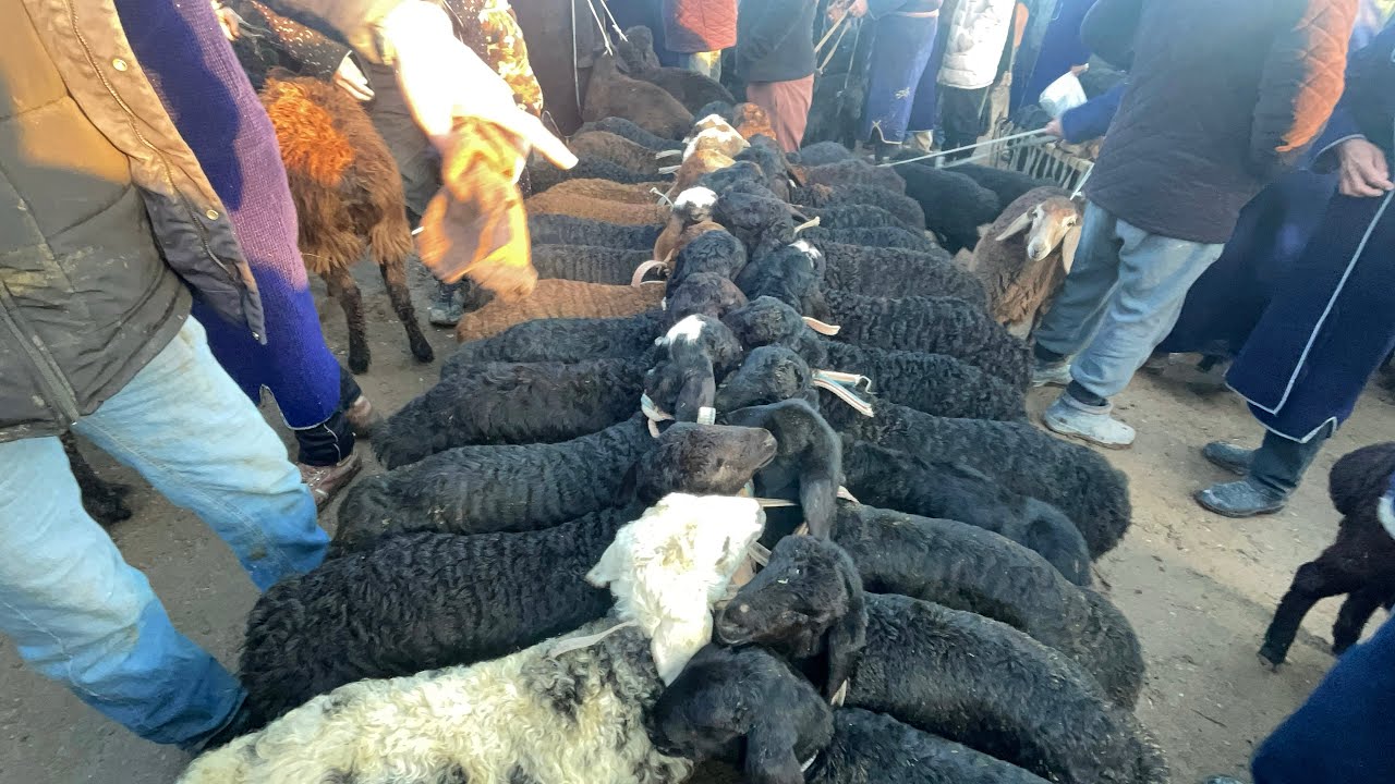 11 Mart Quzichoqlar narxlari Chiroqchi Qoraburug bol bozori