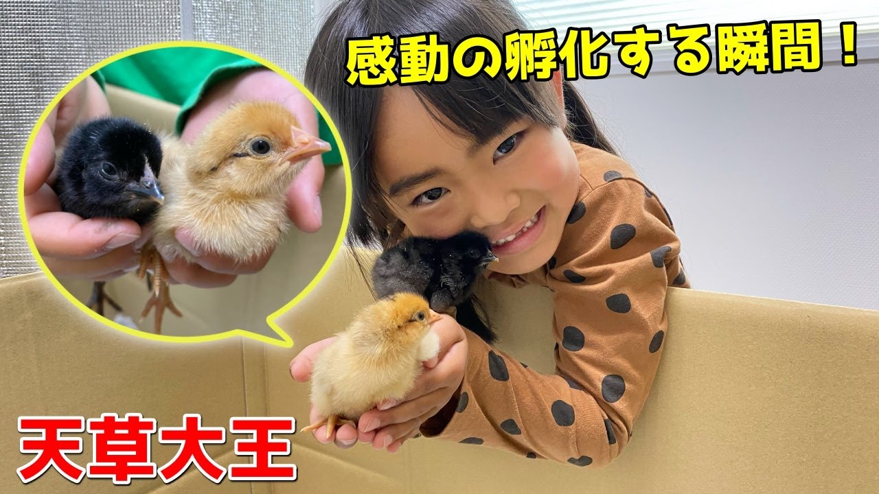 ヒヨコが卵から生まれる瞬間に感動する、かえでくんあーたん！孵化器から新しいお家にお引っ越し♪　天草大王　Baby Chick Hatching | Egg Hatching