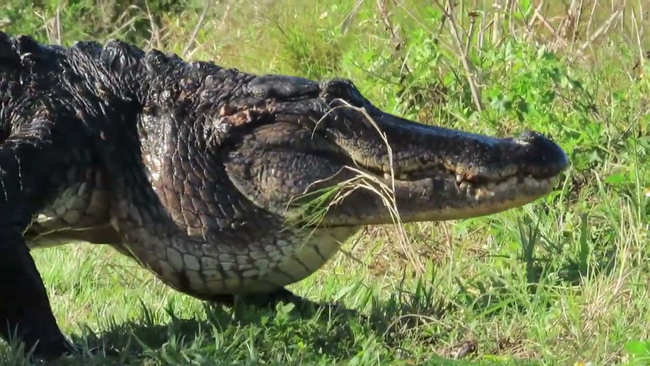 Circle B Bar Reserve - Gators - Owls- Snakes and more.