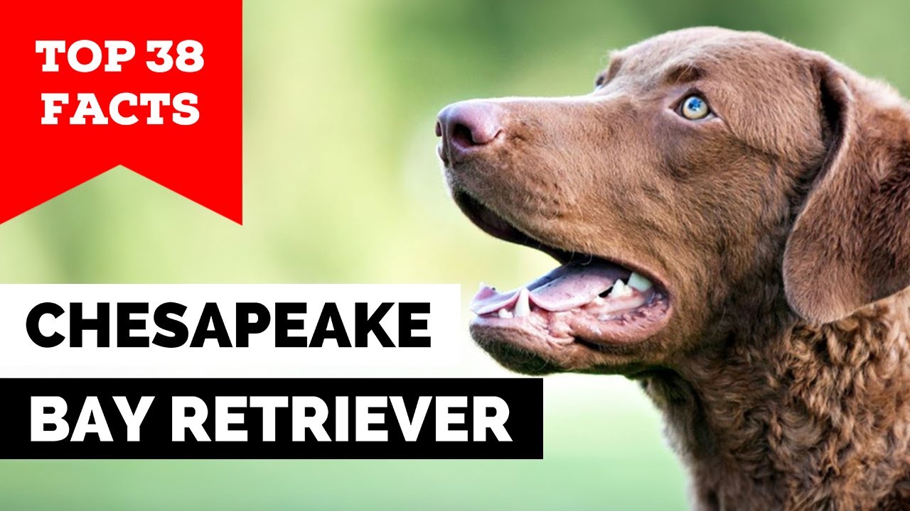 99% of Chesapeake Bay Retriever Owners Don't Know This