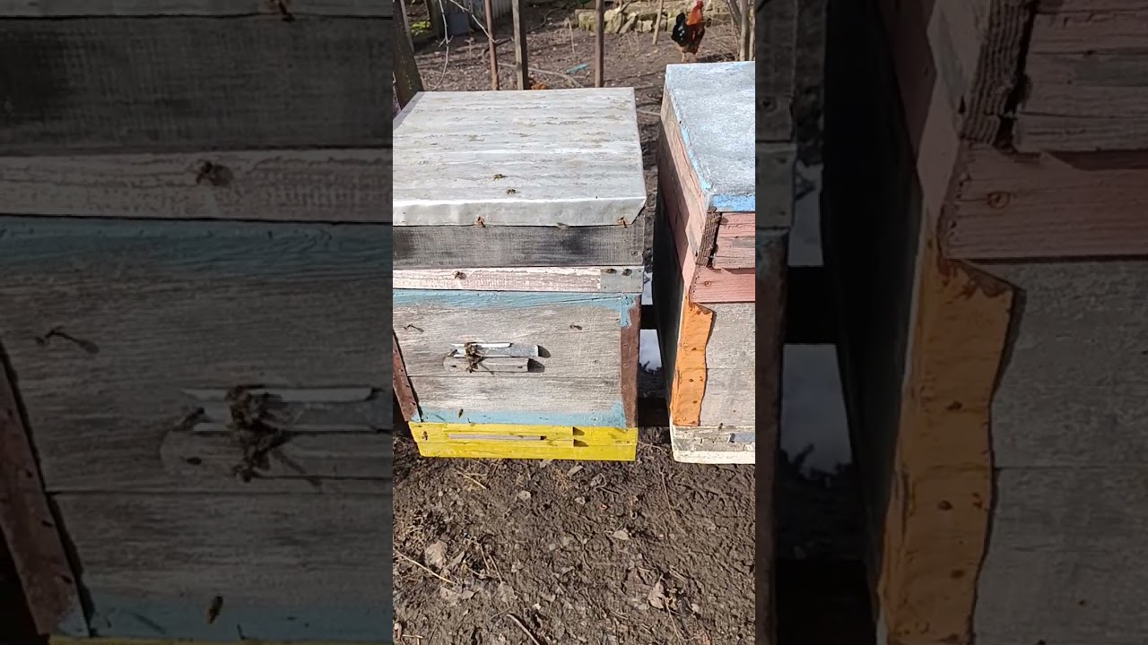 Пчёлы на подснежниках.