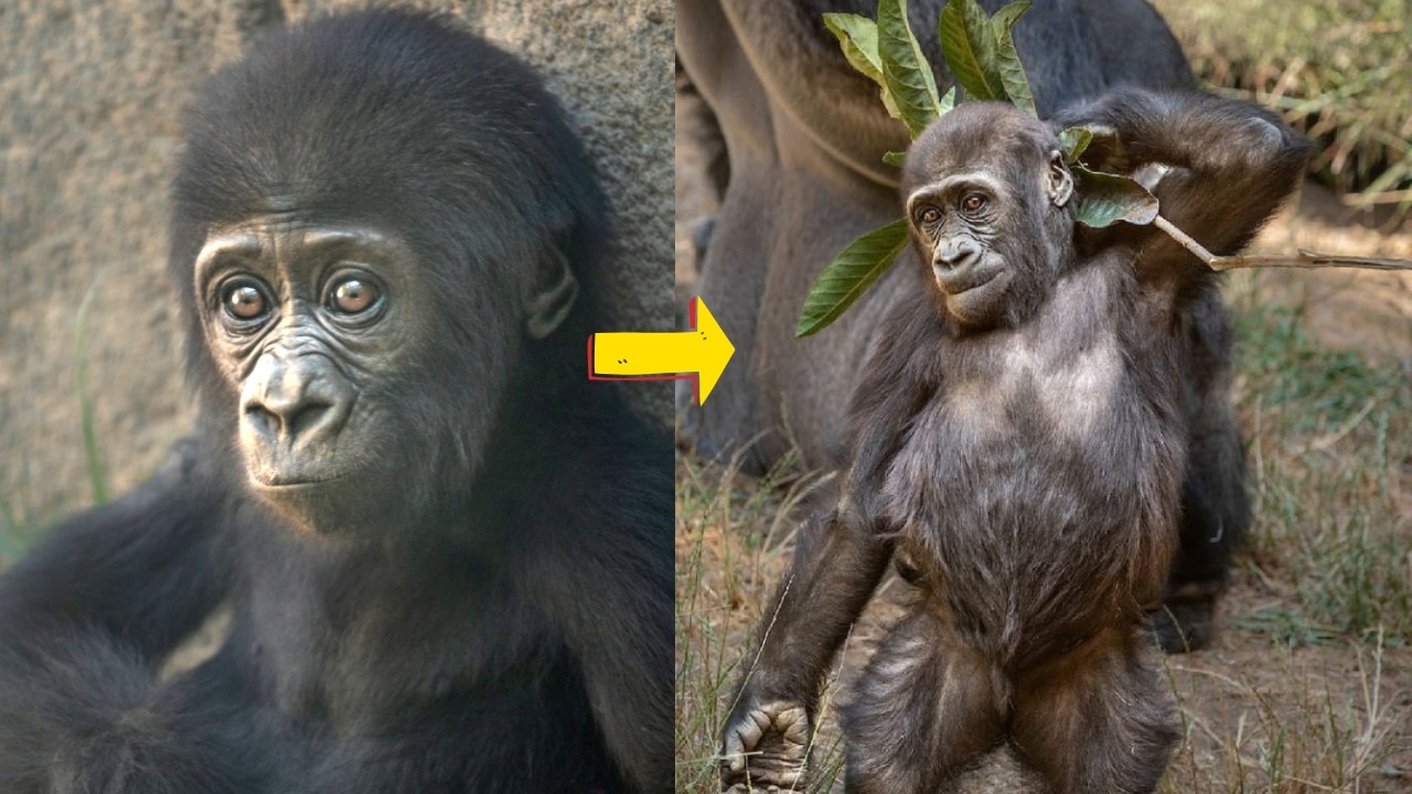Winston’s Legacy Continues: Meet Angela, the LA Zoo’s Rising Gorilla Star