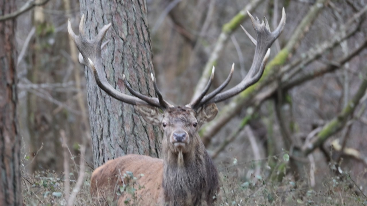 En af de største kronhjorte jeg har set – magisk øjeblik i skoven