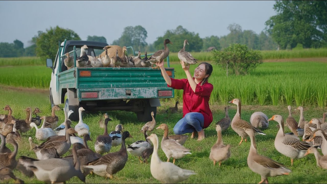 REWIND TIMELAPSE &ndash; Buy Many 1000+ Geese from Farmer Woman Go to Market Sell, Sold Out in 60 Minutes