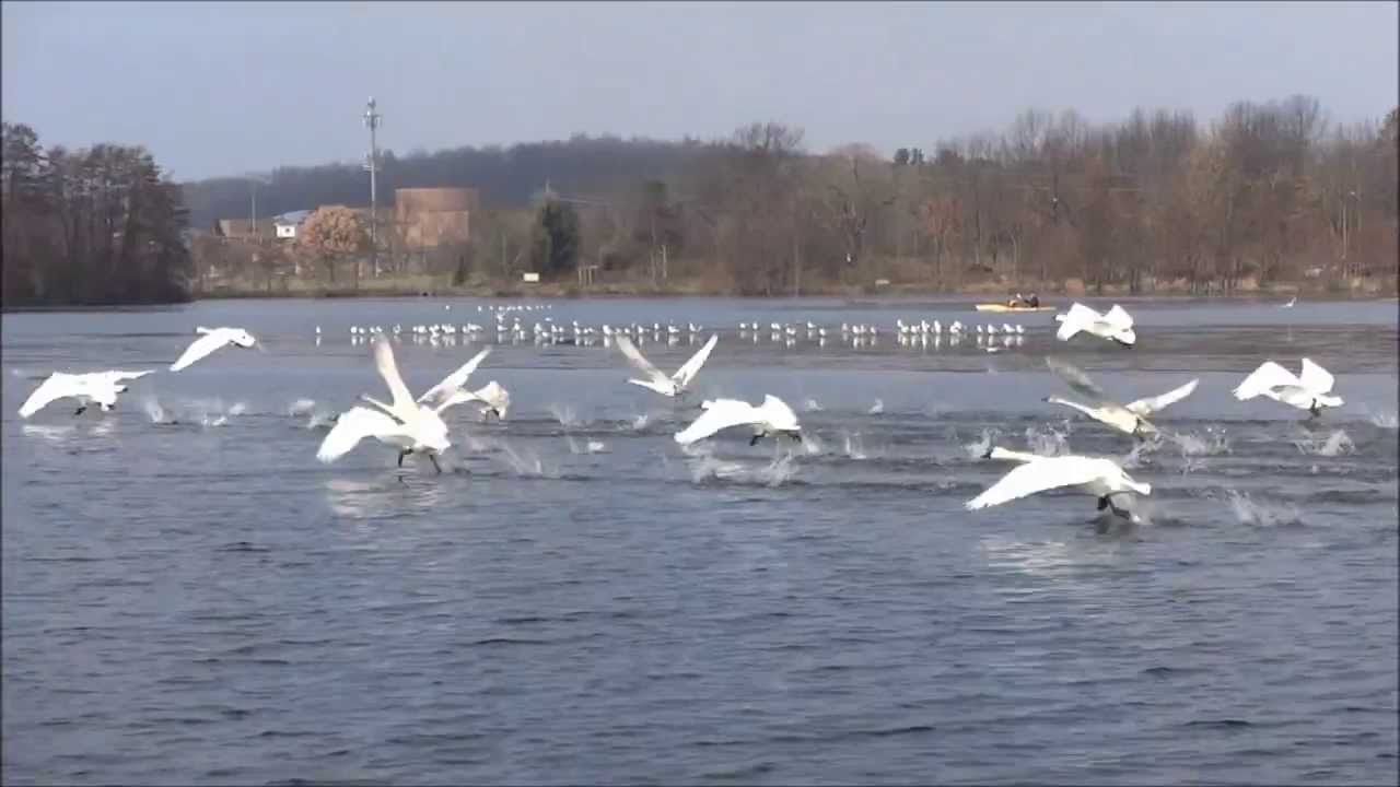 17 Trumpeter Swans Taking Off!!!