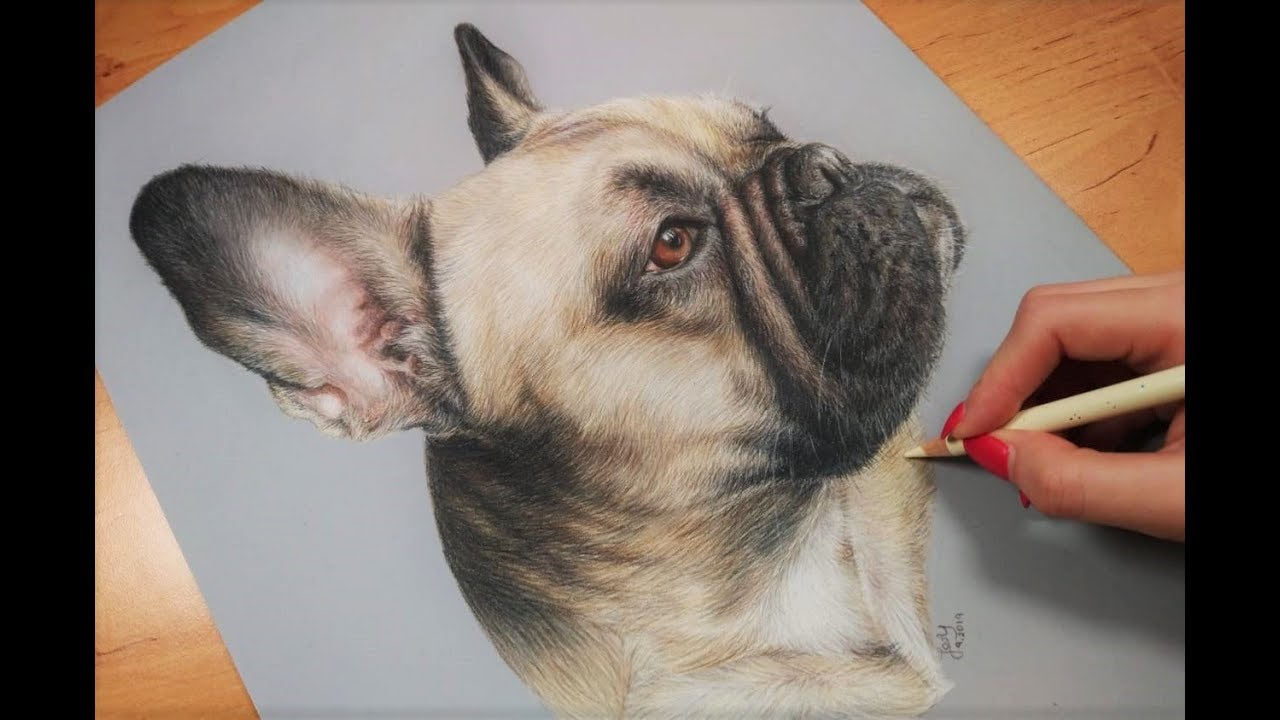 Colored Pencil Drawing: French Bulldog - Speed Draw | JosYMovieS
