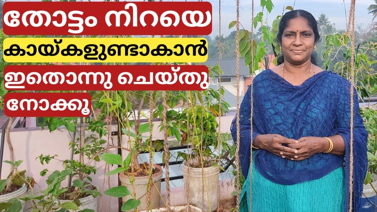 Pheromone trap - A method to protect vegetables from larva's attack | Malayalam