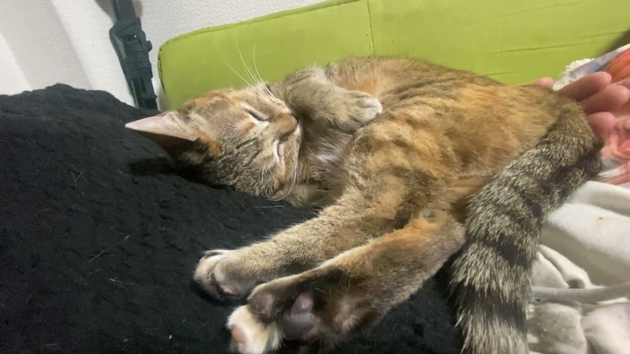 【キジ猫】もう10歳を超えてるのにいつまで経っても子猫と間違われる猫