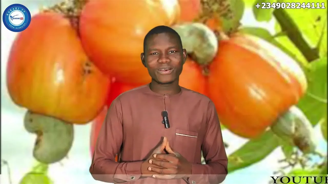 Amfanin Kashu Ga Lafiyar Jikin Dan Adam