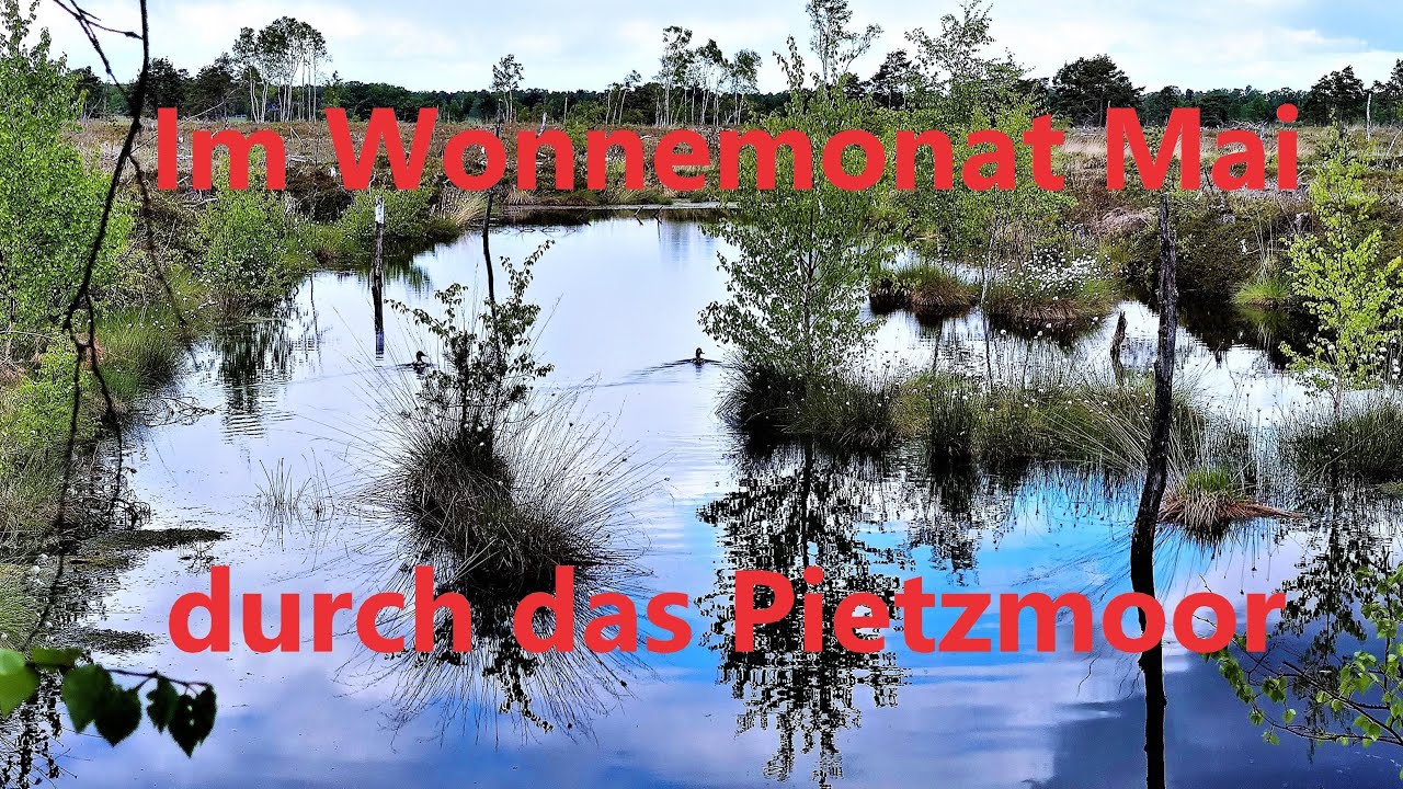 Wandern um Schneverdingen - Im Wonnemonat Mai durch das Pietzmoor(2021, 4k)