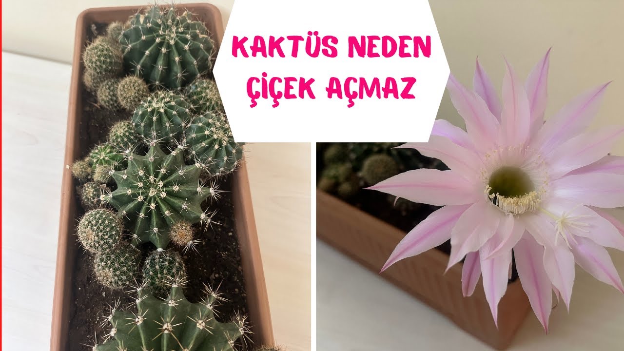 3 İPUCU SAYESİNDE KAKTÜSLERİNİZ BOL BOL ÇİÇEK AÇACAK, KAKTÜSÜN ÇİÇEK AÇMASI İÇİN NELER YAPILABİLİR