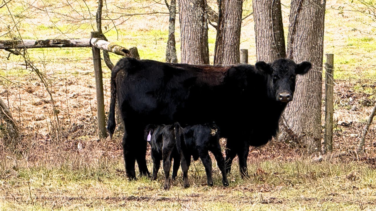 Spring Calving Has Begun! Did That Cow Have Twins????
