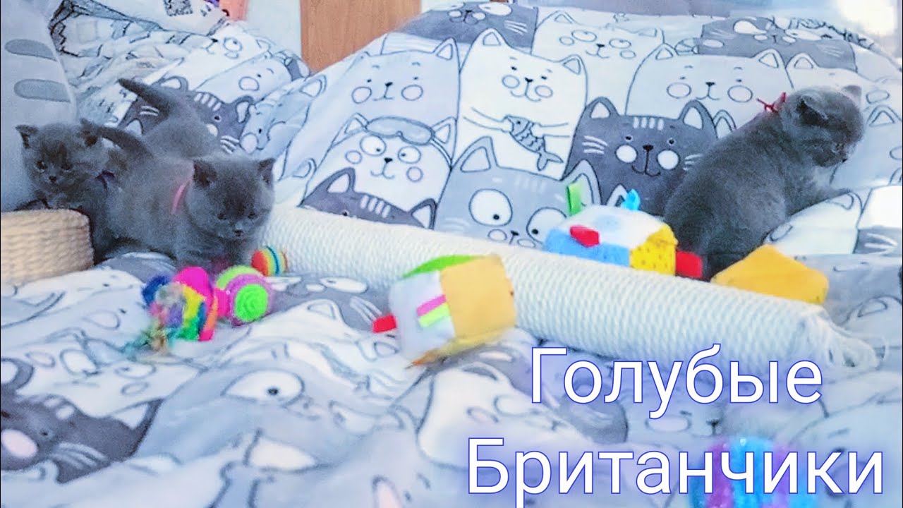 Маленькие плюшевые голубые британские котята
